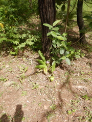 Curcuma australasica