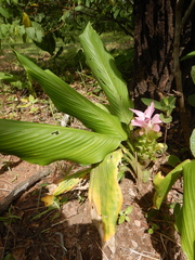 Curcuma australasica