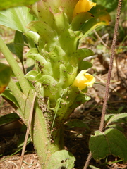Curcuma australasica