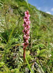 Satyrium nepalense ciliatum