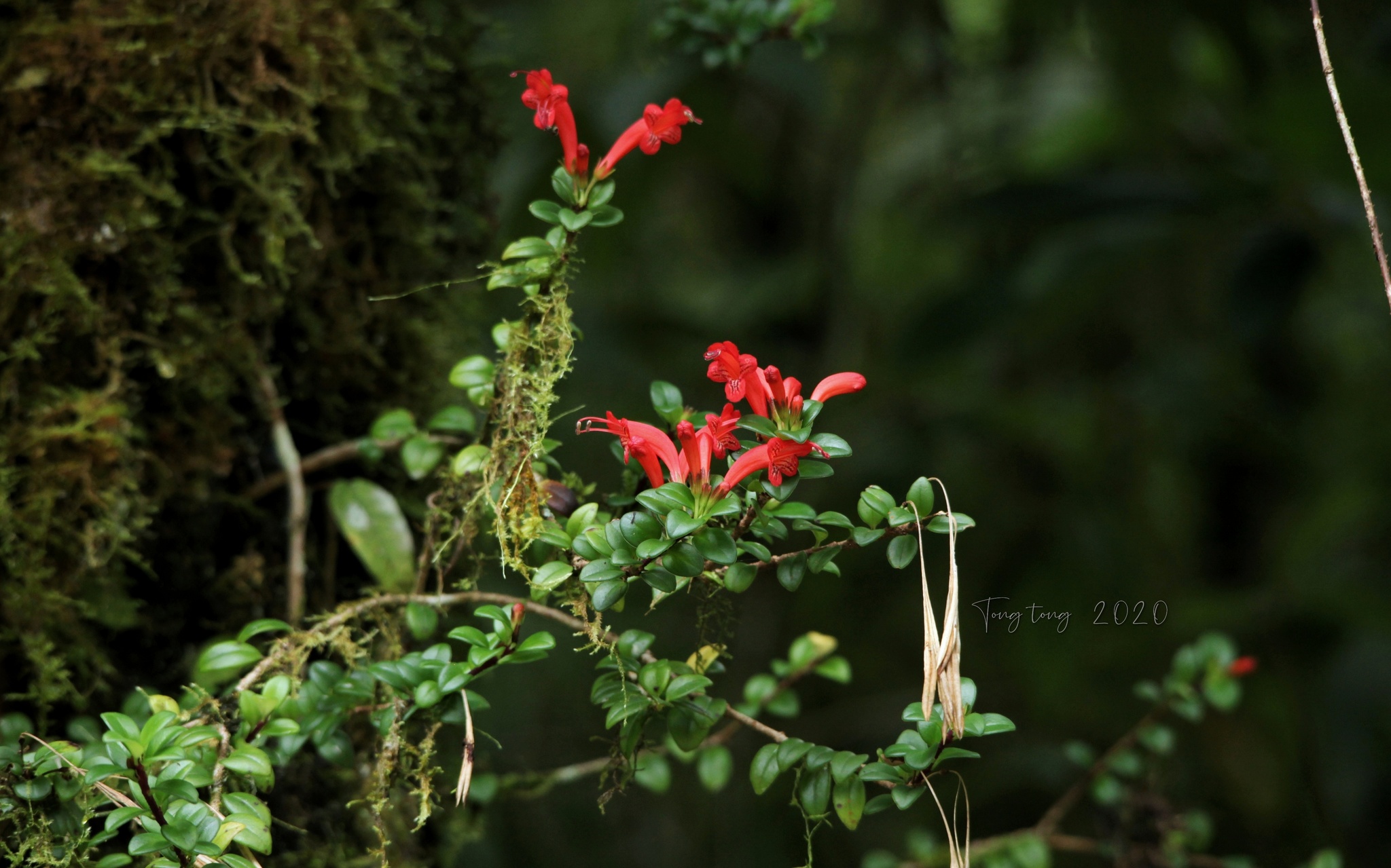 Aeschynanthus buxifolius