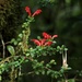 Aeschynanthus buxifolius - Photo (c) 通通,  זכויות יוצרים חלקיות (CC BY-NC), הועלה על ידי 通通