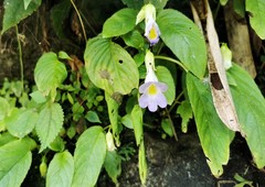 Henckelia anachoreta