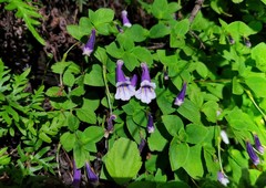 Rhabdothamnopsis sinensis