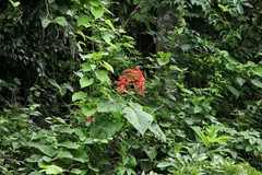 Clerodendrum japonicum