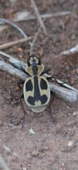 Graphipterus distinctus