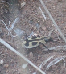 Graphipterus distinctus