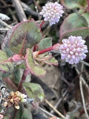 Persicaria capitata
