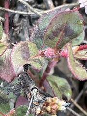Persicaria capitata