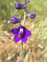 Delphinium variegatum variegatum