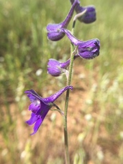 Delphinium variegatum variegatum