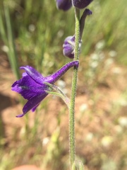 Delphinium variegatum variegatum