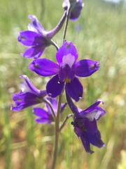 Delphinium variegatum variegatum