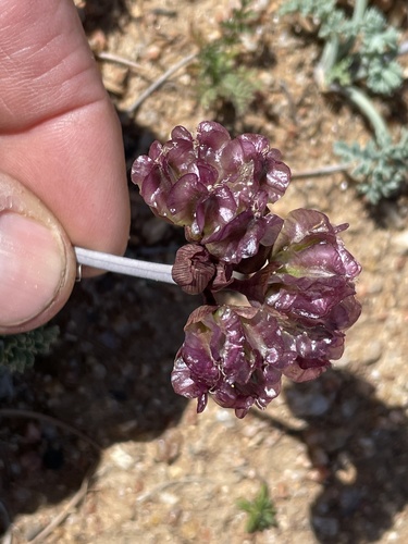 Cymopterus multinervatus