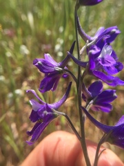 Delphinium variegatum variegatum