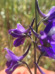 Delphinium variegatum variegatum