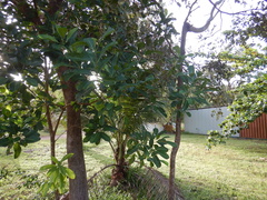 Chionanthus ramiflorus