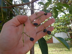 Chionanthus ramiflorus