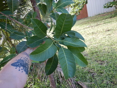 Chionanthus ramiflorus