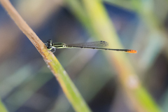Agriocnemis pygmaea