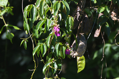 Canavalia bonariensis