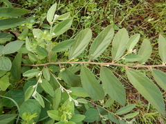 Grewia retusifolia