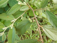 Grewia retusifolia