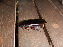 Panesthiinae