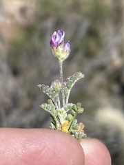 Astragalus didymocarpus