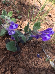 Scutellaria tuberosa