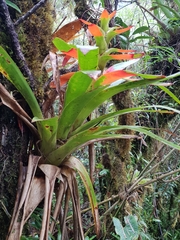 Guzmania gloriosa