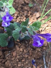 Scutellaria tuberosa