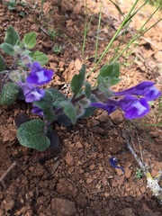 Scutellaria tuberosa