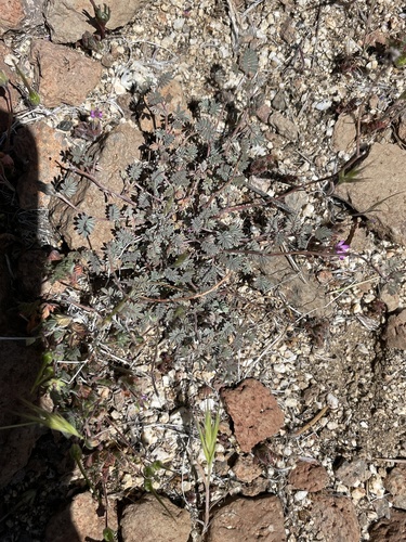 Dalea bicolor var. bicolor
