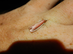 Emmalocera callirrhoda