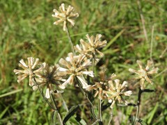 Pterocaulon angustifolium