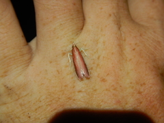 Emmalocera callirrhoda