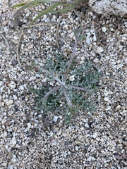 Gilia mexicana