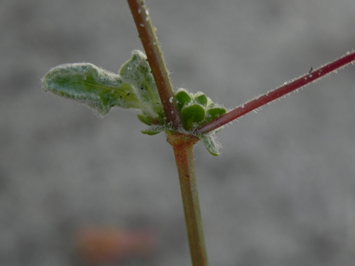 Image of Nemacaulis denudata by (c) James C. Davis, some rights reserved (CC BY-SA)