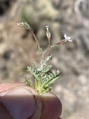 Gilia mexicana
