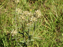 Pterocaulon angustifolium