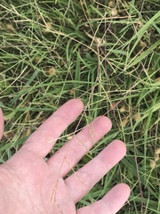 Schedonnardus paniculatus