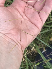 Schedonnardus paniculatus