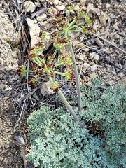 Lomatium mohavense