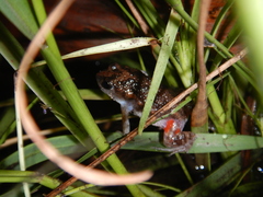 Crinia remota
