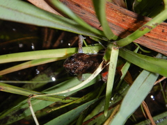 Crinia remota