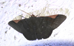 Sphacelodes vulneraria