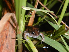 Crinia remota