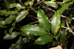 Guioa acutifolia