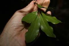 Guioa acutifolia